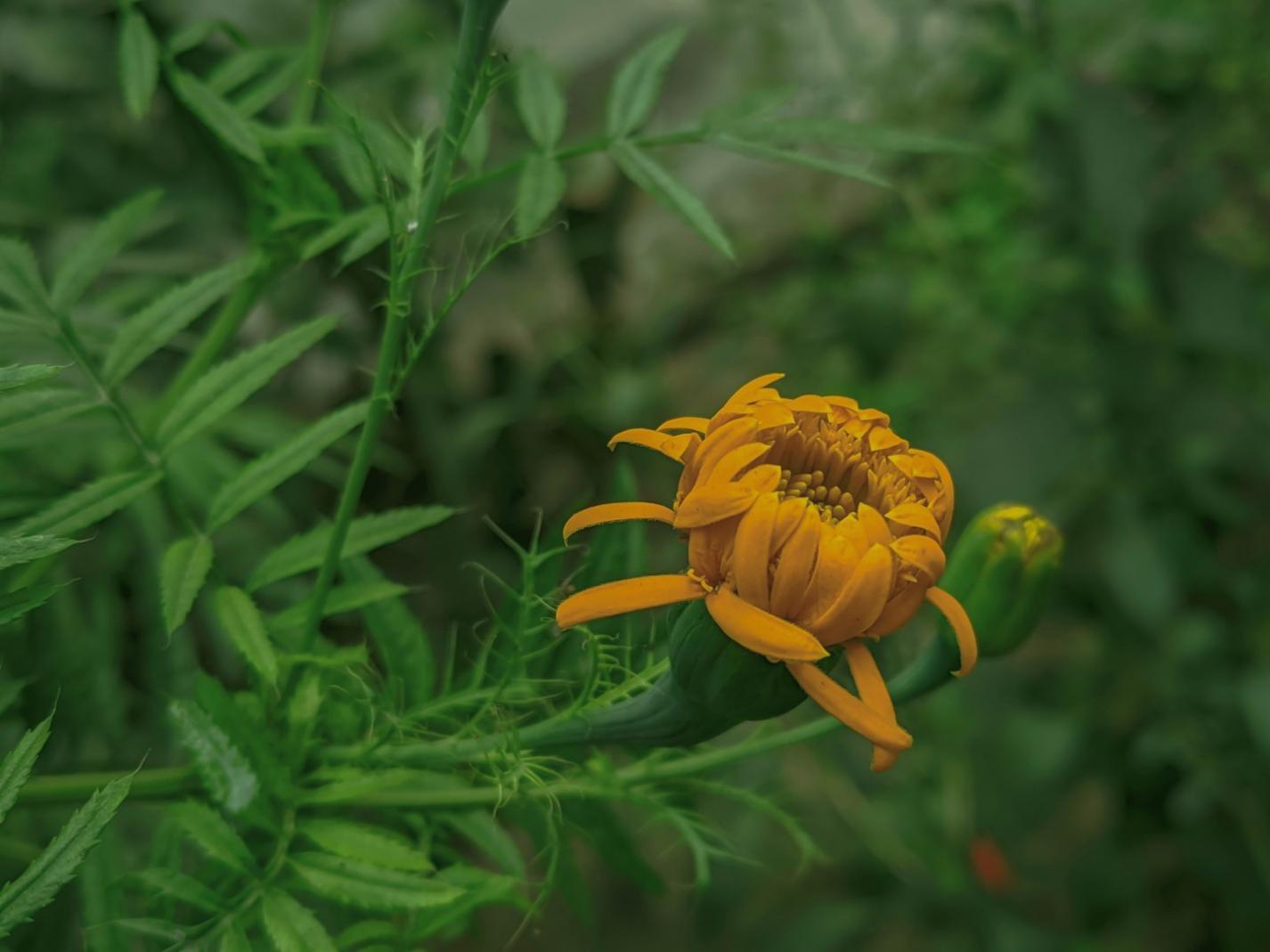 Radka Horáčková – hlavní lektorka floristiky